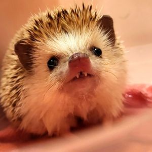 Please Read Before Buying <3